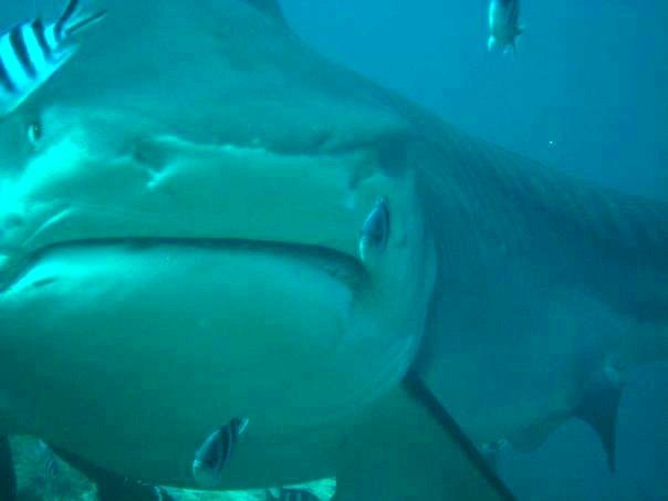 Diving with a tiger shark to feed or not to feed