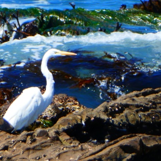 A great egret forages in a tidepool at Babencho beach, Isla Natividad.